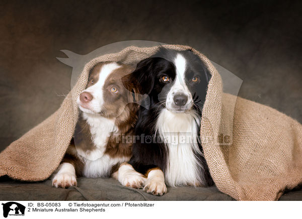 2 Miniature Australian Shepherds / 2 Miniature Australian Shepherds / BS-05083