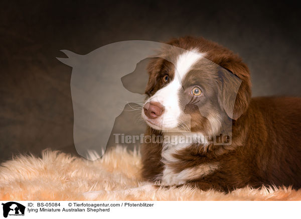 liegender Miniature Australian Shepherd / lying Miniature Australian Shepherd / BS-05084