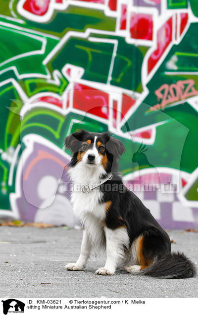 sitzender Miniature Australian Shepherd / sitting Miniature Australian Shepherd / KMI-03621