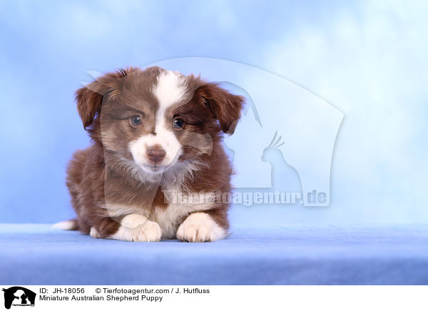 Miniature Australian Shepherd Puppy / JH-18056