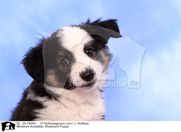 Miniature Australian Shepherd Puppy / JH-18064