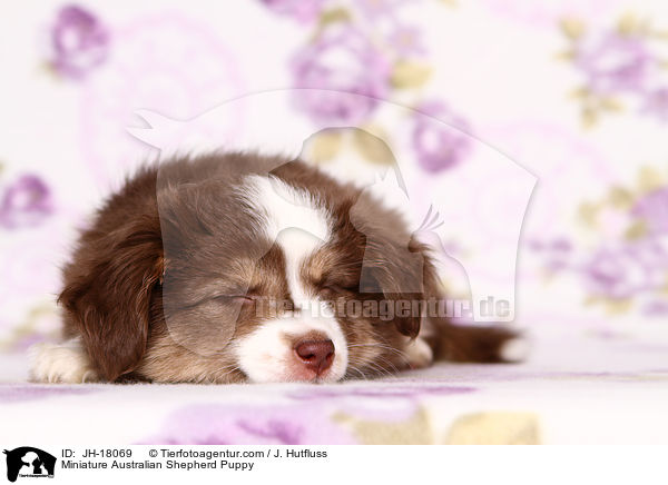 Miniature Australian Shepherd Puppy / JH-18069