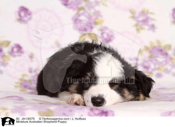 Miniature Australian Shepherd Puppy / JH-18075