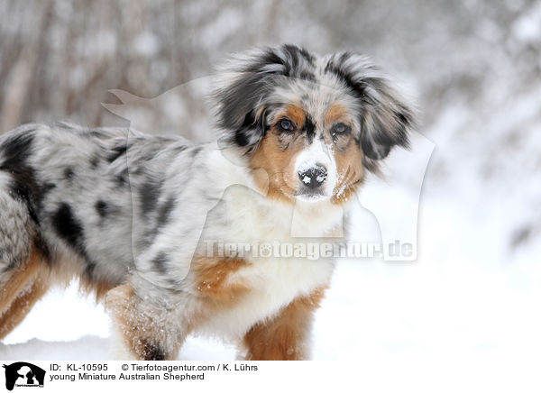 young Miniature Australian Shepherd / KL-10595