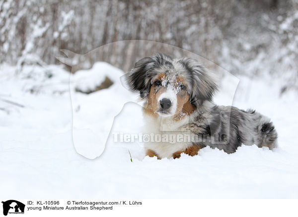 young Miniature Australian Shepherd / KL-10596