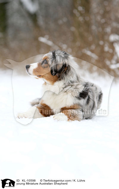 young Miniature Australian Shepherd / KL-10598
