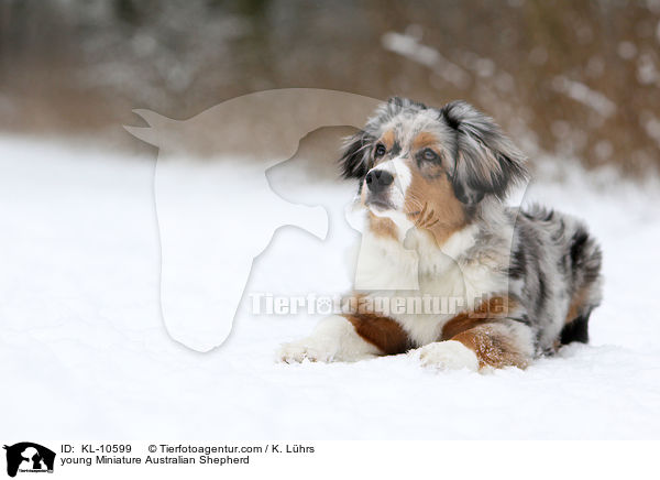 young Miniature Australian Shepherd / KL-10599