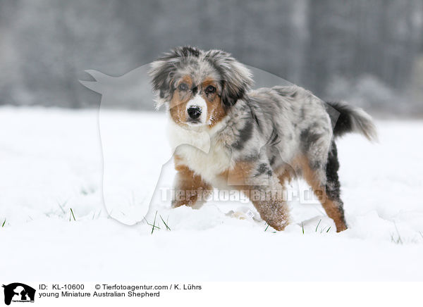 young Miniature Australian Shepherd / KL-10600