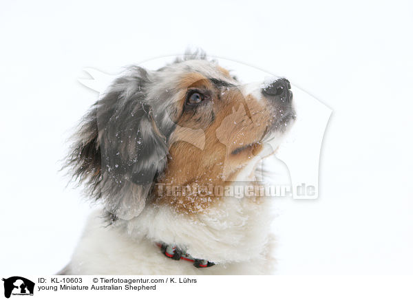young Miniature Australian Shepherd / KL-10603