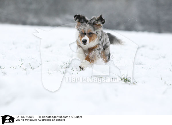 young Miniature Australian Shepherd / KL-10608