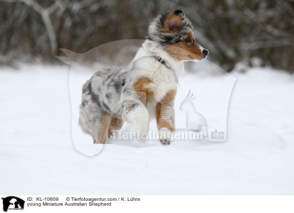young Miniature Australian Shepherd / KL-10609