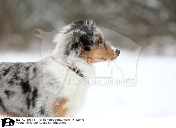 young Miniature Australian Shepherd / KL-10611