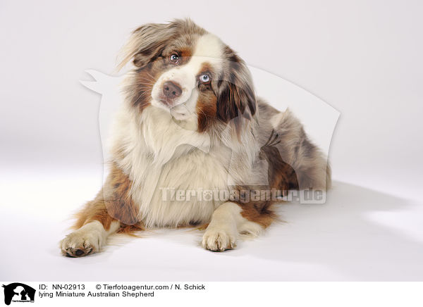 lying Miniature Australian Shepherd / NN-02913