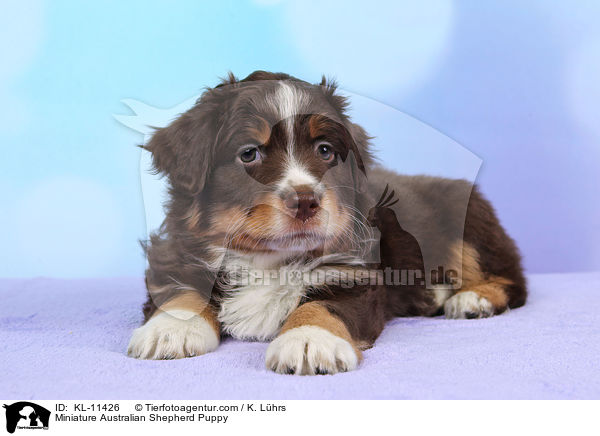 Miniature Australian Shepherd Puppy / KL-11426