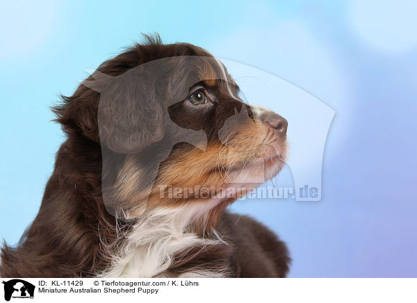 Miniature Australian Shepherd Puppy / KL-11429