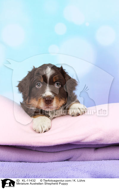 Miniature Australian Shepherd Welpe / Miniature Australian Shepherd Puppy / KL-11432