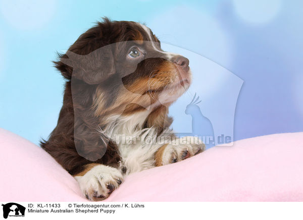 Miniature Australian Shepherd Puppy / KL-11433