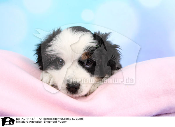 Miniature Australian Shepherd Puppy / KL-11437