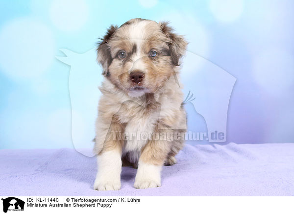 Miniature Australian Shepherd Puppy / KL-11440