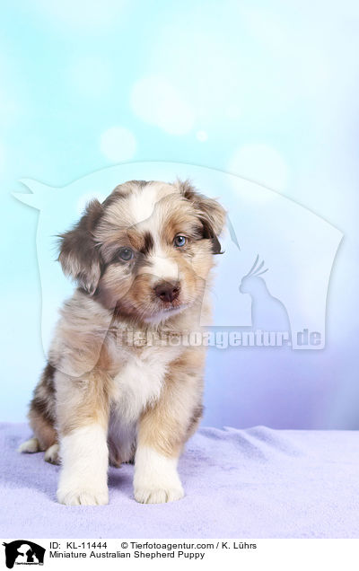Miniature Australian Shepherd Puppy / KL-11444