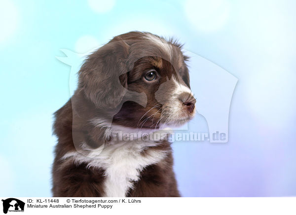 Miniature Australian Shepherd Welpe / Miniature Australian Shepherd Puppy / KL-11448
