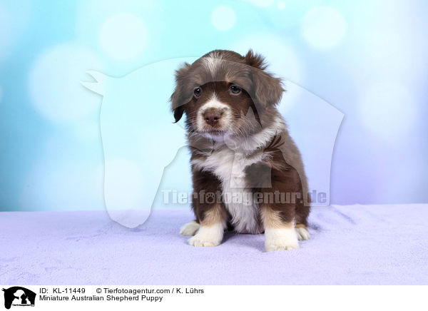 Miniature Australian Shepherd Puppy / KL-11449