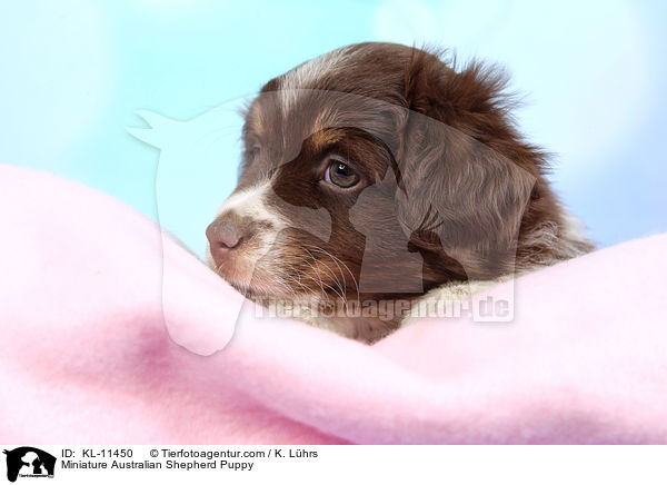 Miniature Australian Shepherd Puppy / KL-11450