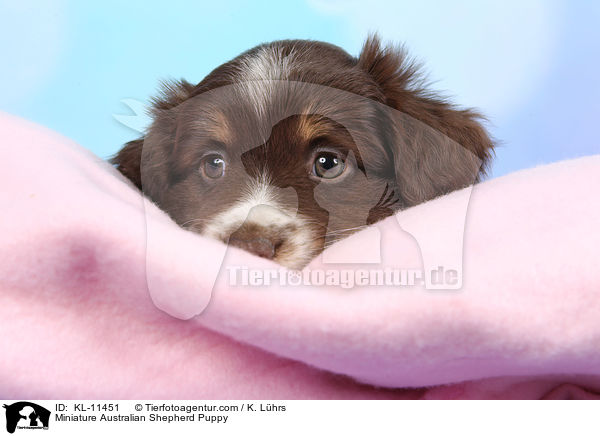 Miniature Australian Shepherd Puppy / KL-11451