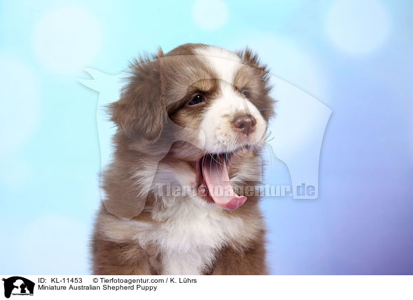 Miniature Australian Shepherd Puppy / KL-11453