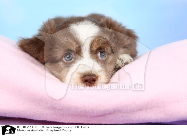 Miniature Australian Shepherd Welpe / Miniature Australian Shepherd Puppy / KL-11460