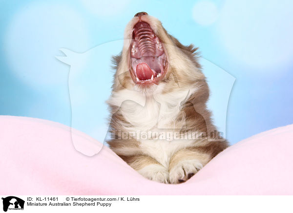 Miniature Australian Shepherd Puppy / KL-11461