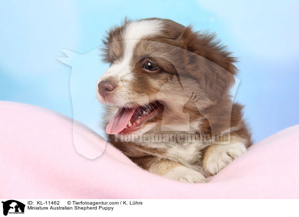 Miniature Australian Shepherd Puppy / KL-11462