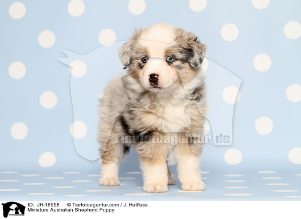 Miniature Australian Shepherd Welpe / Miniature Australian Shepherd Puppy / JH-18958
