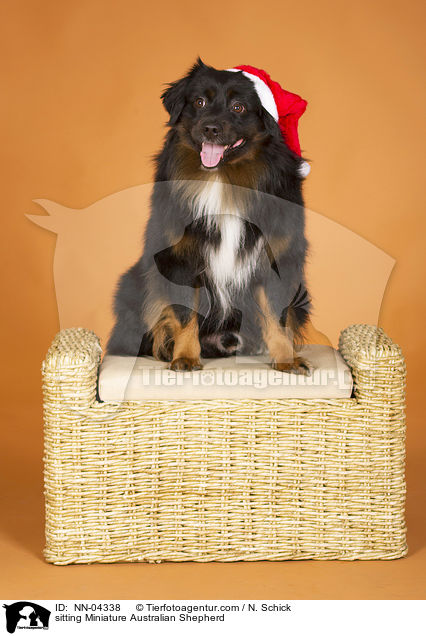 sitzender Miniature Australian Shepherd / sitting Miniature Australian Shepherd / NN-04338