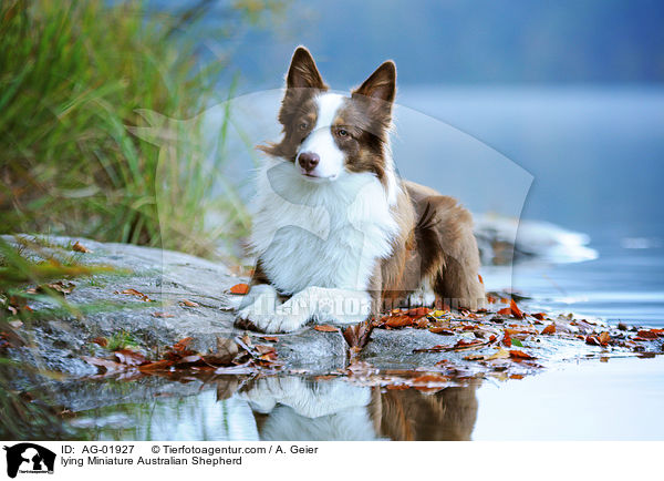 lying Miniature Australian Shepherd / AG-01927