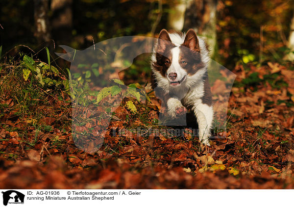 running Miniature Australian Shepherd / AG-01936