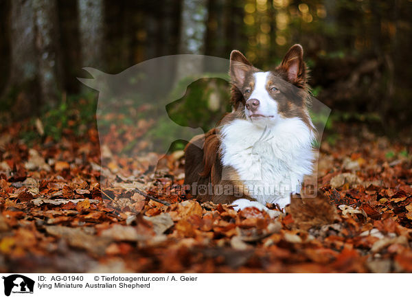 lying Miniature Australian Shepherd / AG-01940