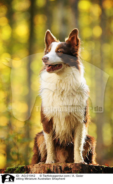 sitting Miniature Australian Shepherd / AG-01942