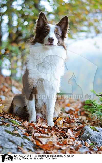 sitting Miniature Australian Shepherd / AG-01945