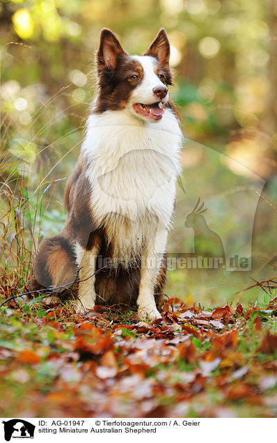 sitzender Miniature Australian Shepherd / sitting Miniature Australian Shepherd / AG-01947