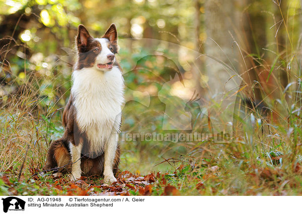 sitzender Miniature Australian Shepherd / sitting Miniature Australian Shepherd / AG-01948