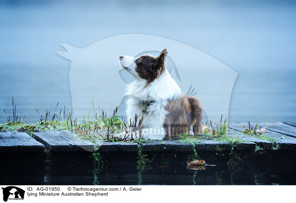 lying Miniature Australian Shepherd / AG-01950