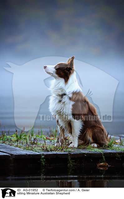 sitting Miniature Australian Shepherd / AG-01952