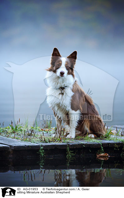 sitzender Miniature Australian Shepherd / sitting Miniature Australian Shepherd / AG-01953