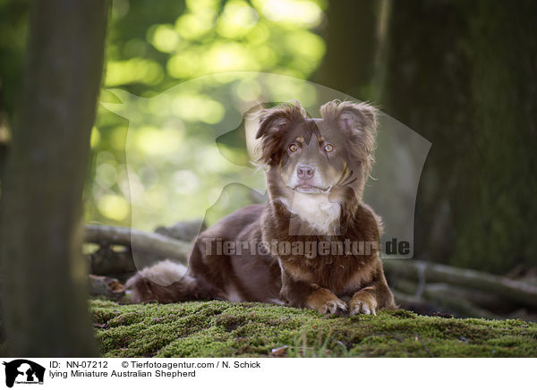 lying Miniature Australian Shepherd / NN-07212