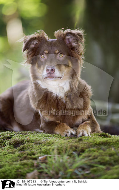 lying Miniature Australian Shepherd / NN-07213