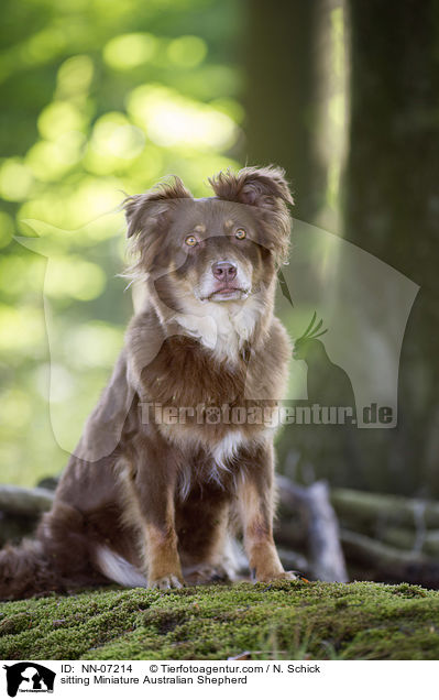 sitting Miniature Australian Shepherd / NN-07214