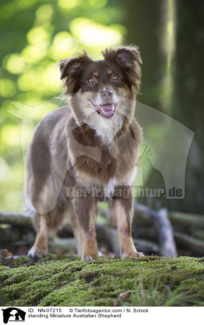 standing Miniature Australian Shepherd / NN-07215