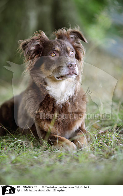 liegender Miniature Australian Shepherd / lying Miniature Australian Shepherd / NN-07233