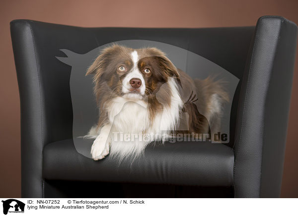 liegender Miniature Australian Shepherd / lying Miniature Australian Shepherd / NN-07252